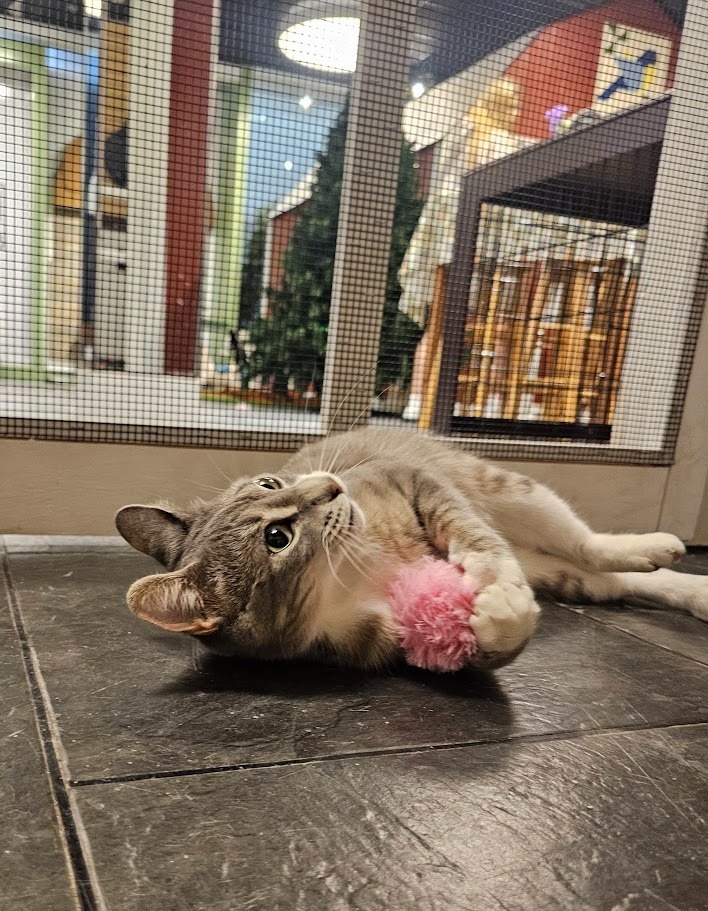 Darcy, an adoptable Domestic Short Hair in Hutchinson, MN, 55350 | Photo Image 3