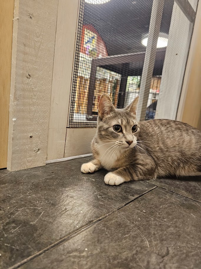 Darcy, an adoptable Domestic Short Hair in Hutchinson, MN, 55350 | Photo Image 4