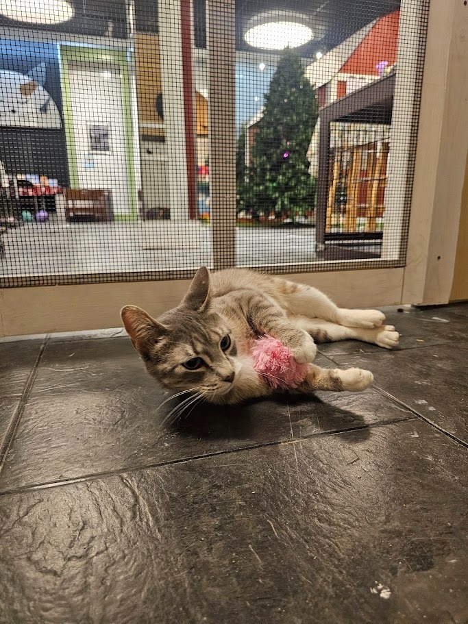 Darcy, an adoptable Domestic Short Hair in Hutchinson, MN, 55350 | Photo Image 5