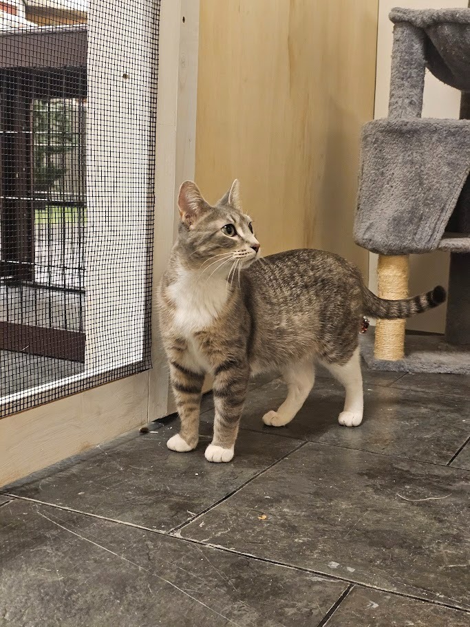 Darcy, an adoptable Domestic Short Hair in Hutchinson, MN, 55350 | Photo Image 6