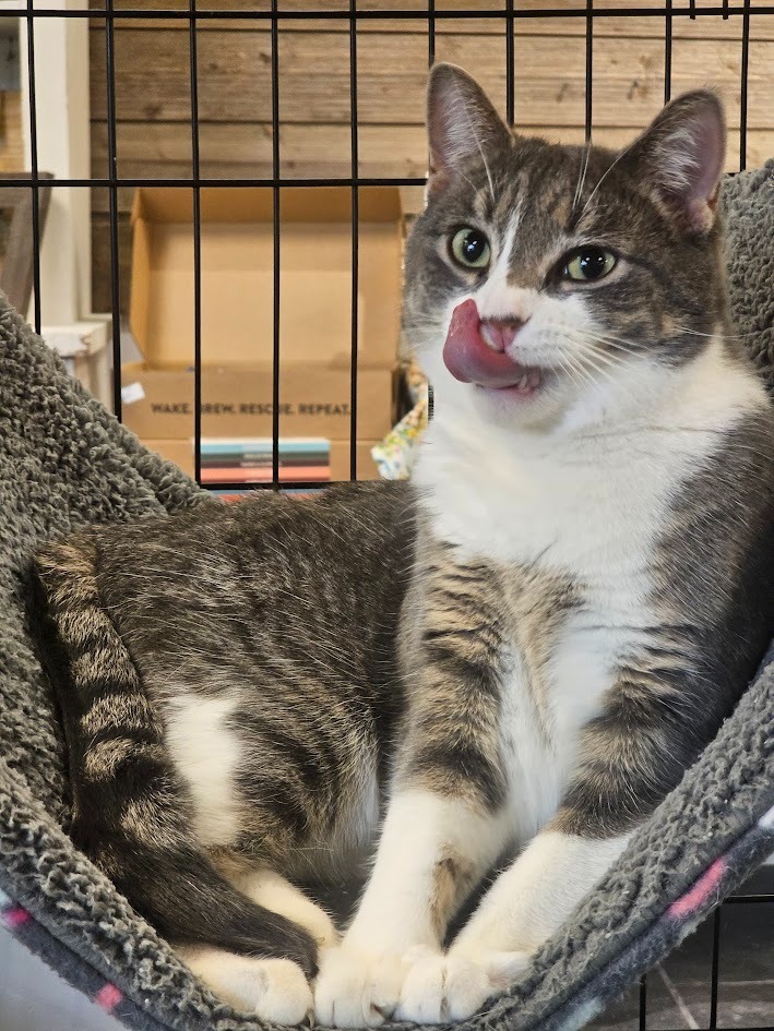 Darla, an adoptable Domestic Short Hair in Saint Cloud, MN, 56301 | Photo Image 2