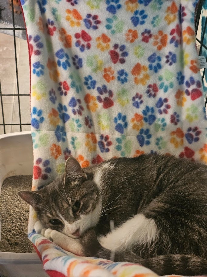 Darla, an adoptable Domestic Short Hair in Saint Cloud, MN, 56301 | Photo Image 4