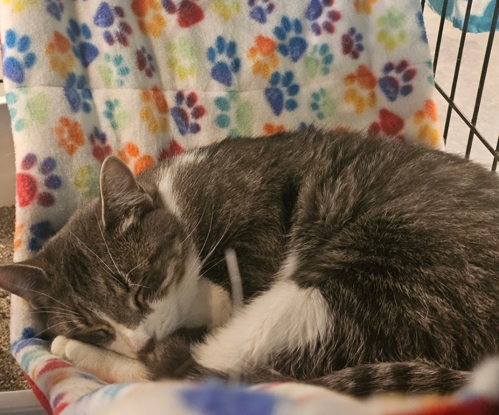 Darla, an adoptable Domestic Short Hair in Saint Cloud, MN, 56301 | Photo Image 6