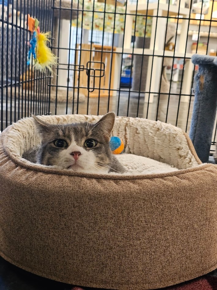 Darla, an adoptable Domestic Short Hair in Saint Cloud, MN, 56301 | Photo Image 8