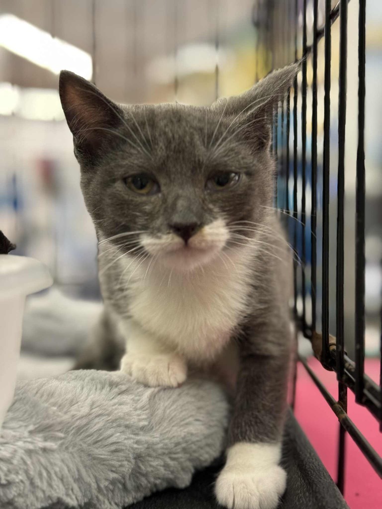 Cleopawtra, an adoptable Domestic Short Hair in Gorham, ME, 04038 | Photo Image 1