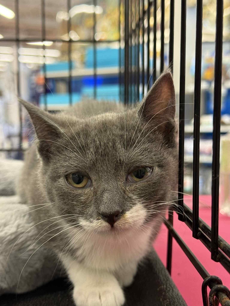 Cleopawtra, an adoptable Domestic Short Hair in Gorham, ME, 04038 | Photo Image 2
