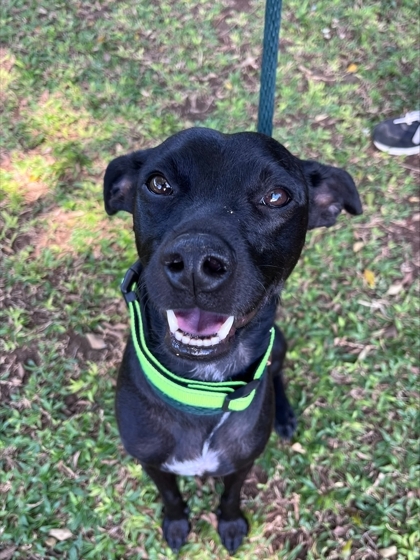 Raxx, an adoptable Terrier, Mixed Breed in Honolulu, HI, 96826 | Photo Image 1