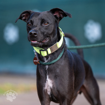 Raxx, an adoptable Terrier, Mixed Breed in Honolulu, HI, 96826 | Photo Image 1