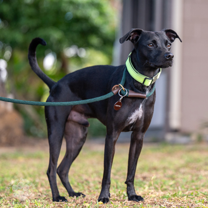 Raxx, an adoptable Terrier, Mixed Breed in Honolulu, HI, 96826 | Photo Image 2