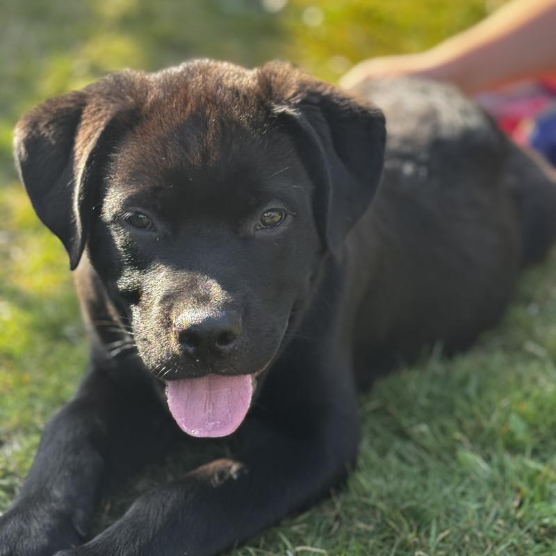 Jeff/Ollie (Pup1)