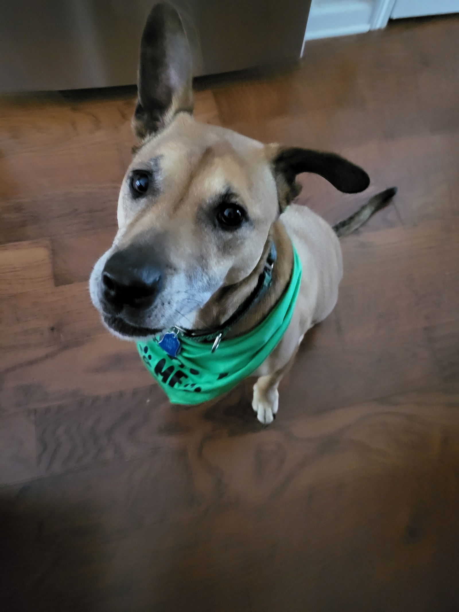 Lena - A Sweet Senior