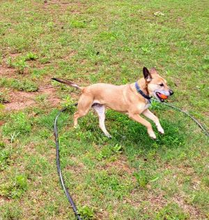 Meet Lena - A Calm Girl in Urgent Need of a Home Are you looking for an easygoing loyal companion