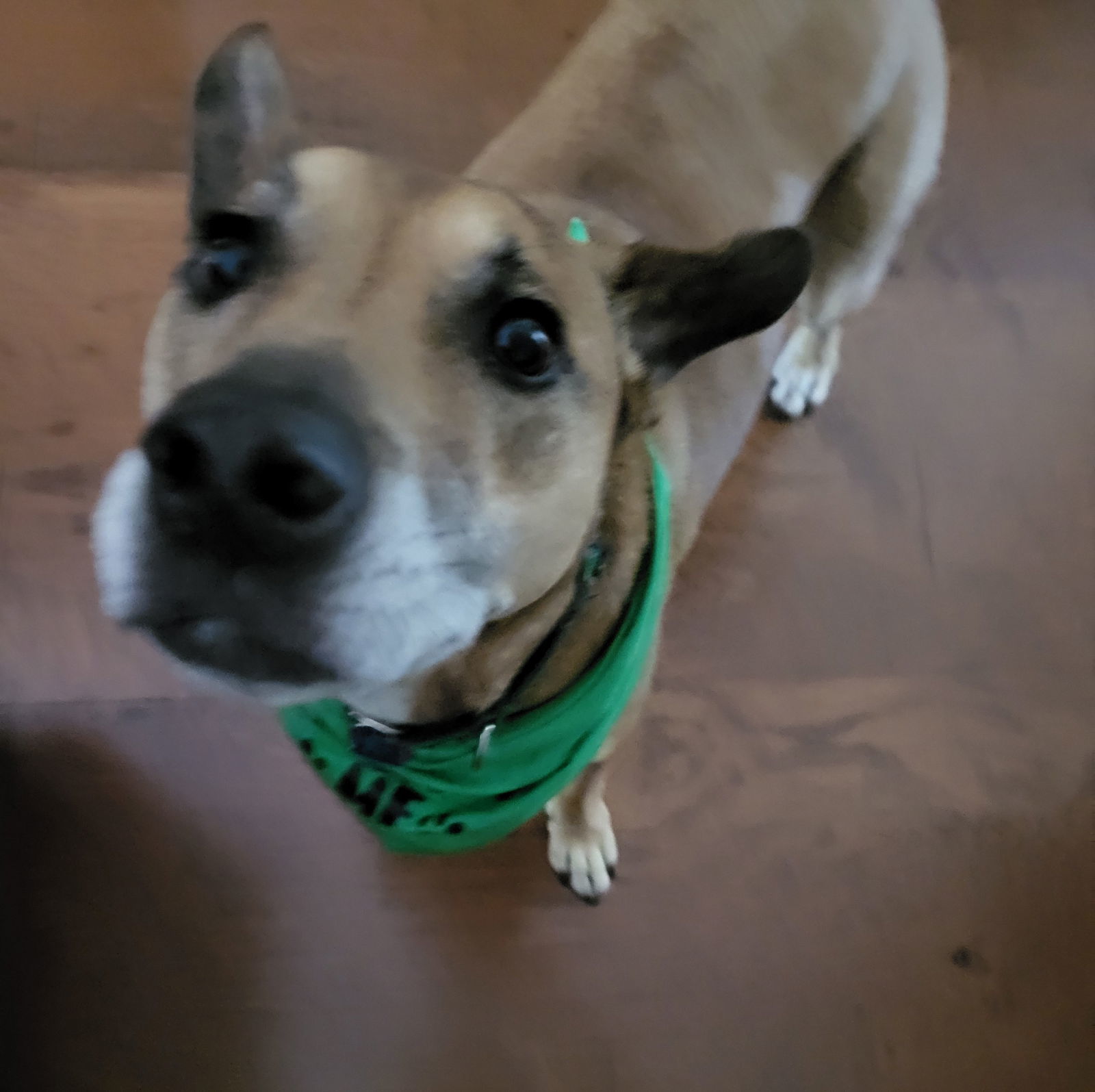 Lena - A Sweet Senior