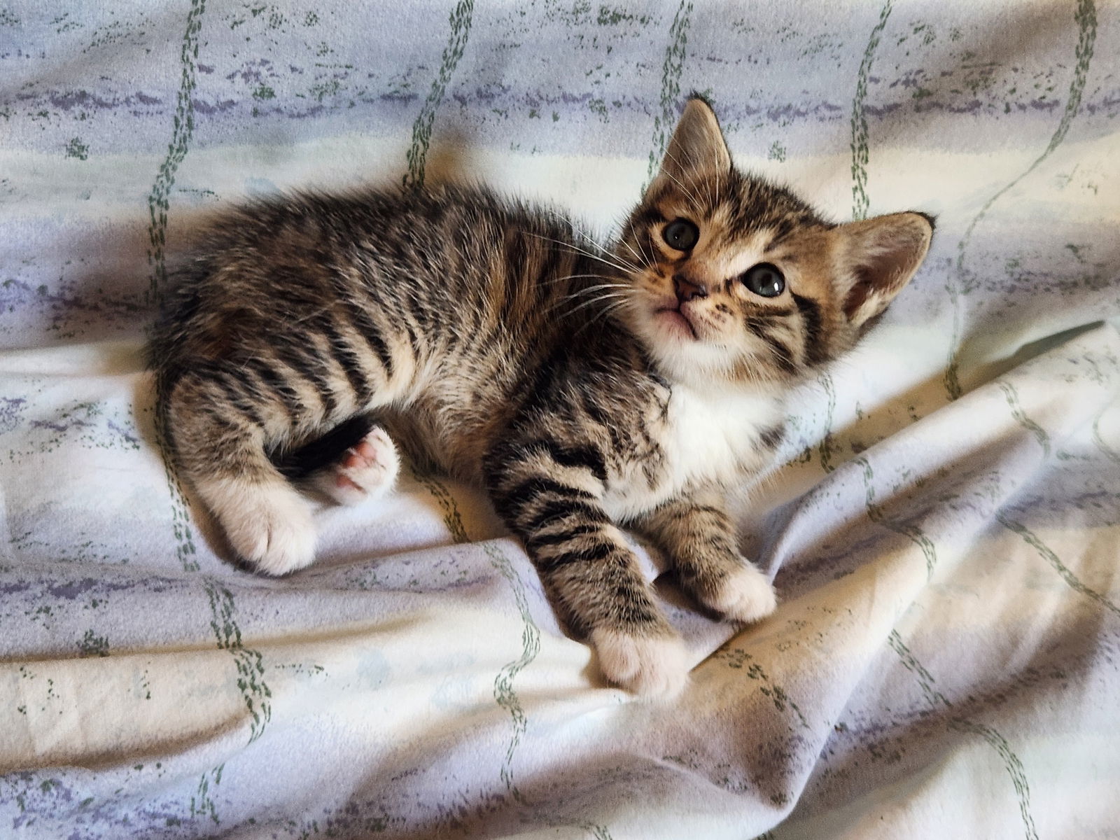 Leo