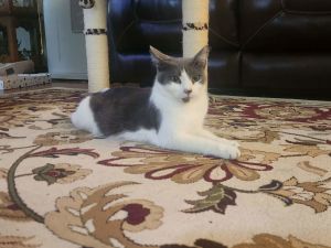 Stormy, Adult Female unknown