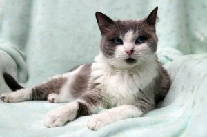 Phoebe is adorable extremely friendly and outgoing She is following our volunteers around and want
