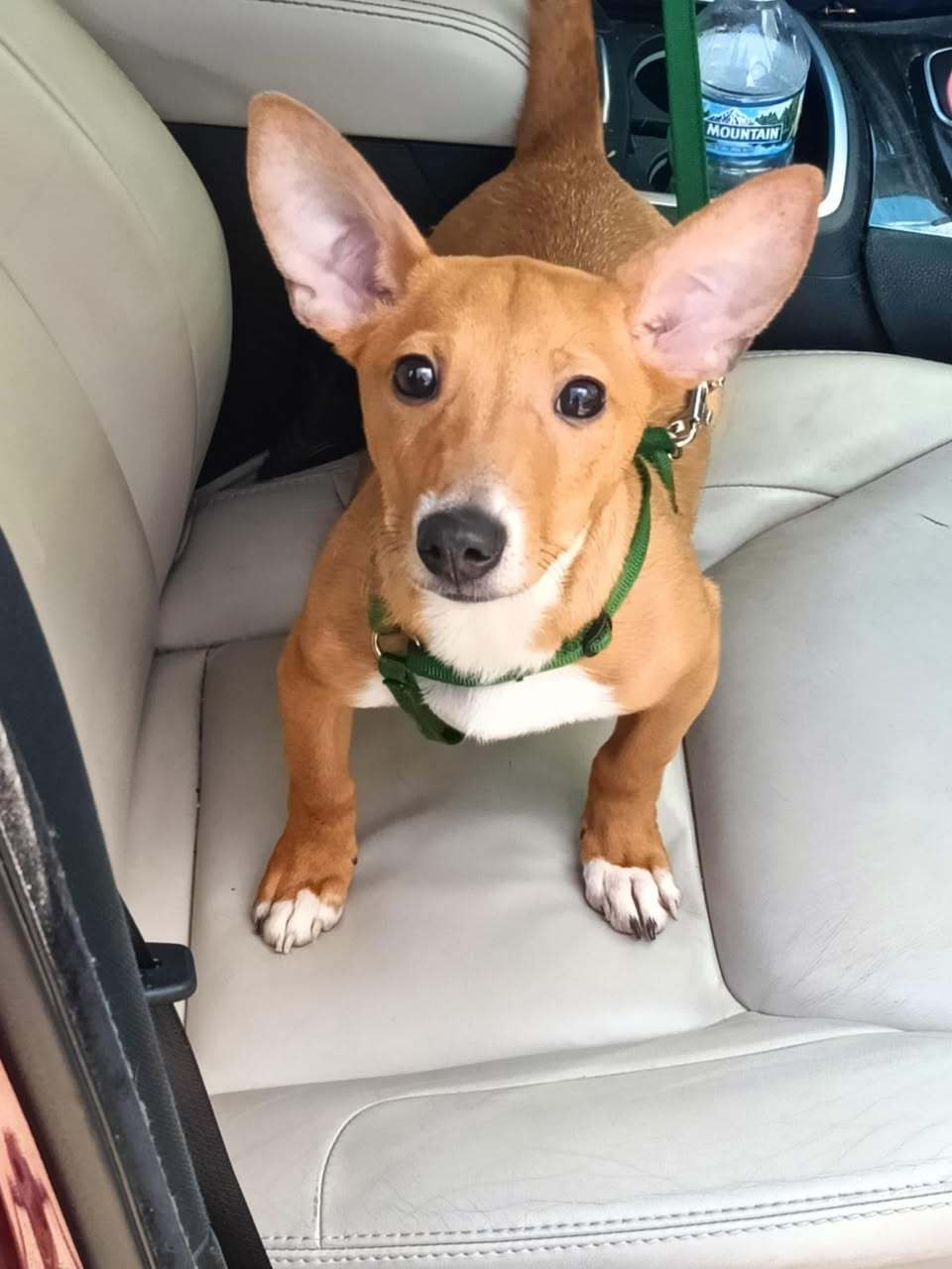Dewey