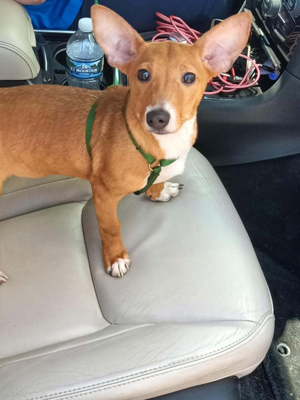 Dewey