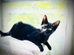 Pip is a super-cute playful and slightly silly 14-week old kitten - she loves to play with crinkle 