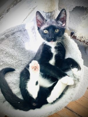 Skitz is an energetic smart playful kitten with personality plus He loves to hunt his toys and