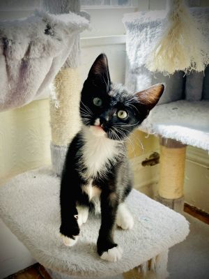 Dot is a really sweet young kitty - playful and snuggly - and a super-purrer She likes to nap with