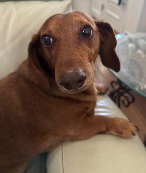 Jax is a handsome 10 year old 25 pound purebred red short hair standard Dachshund He could stand to