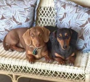 Romeo is a 5-7-year-old brown dachshund whos affectionate gentle and happiest curled up next to h