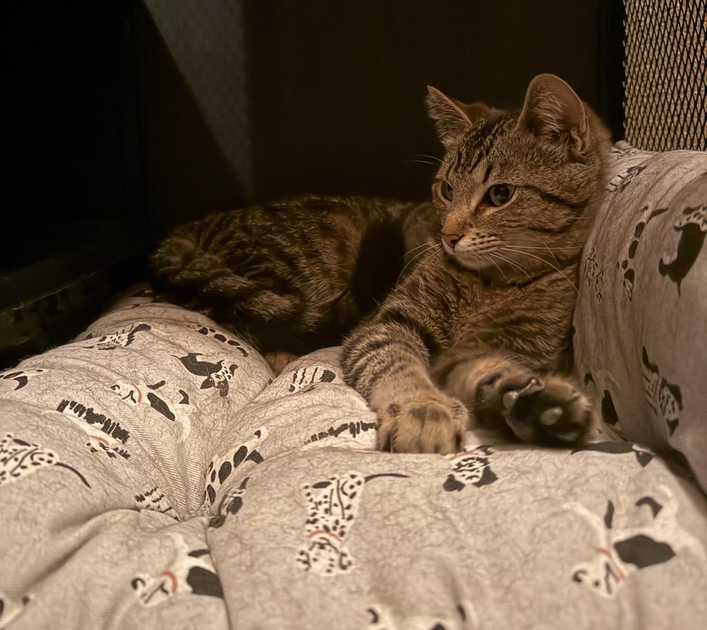 Tilly