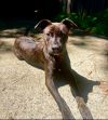 Tiger Lily (Peter Pan Litter) photo 1