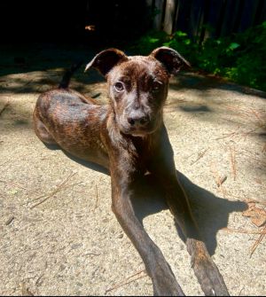 Tiger Lily (Peter Pan Litter), Baby Female Terrier