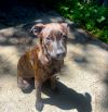 Tiger Lily (Peter Pan Litter) photo 2