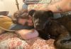 Tiger Lily (Peter Pan Litter) photo 3