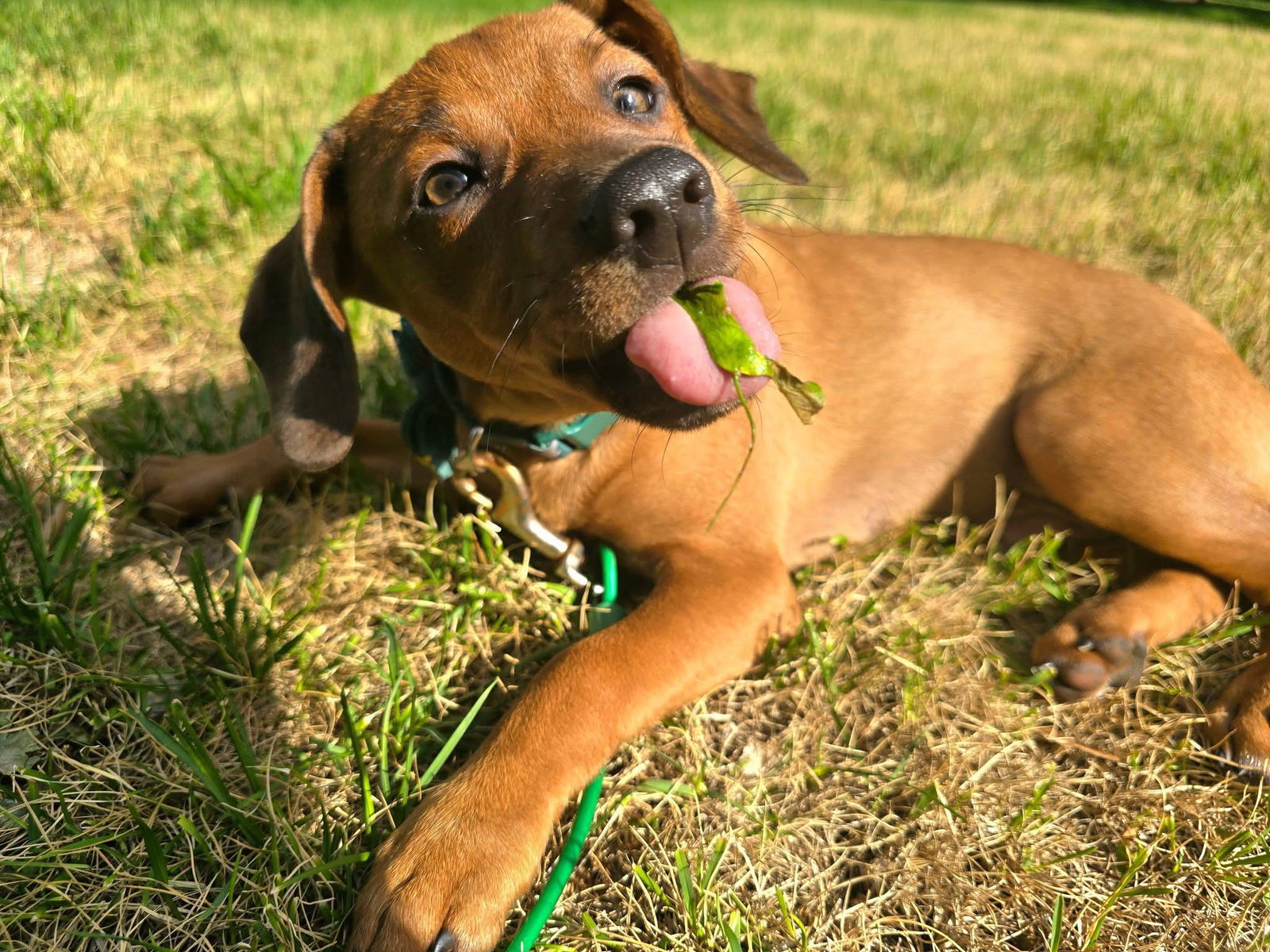 Jupiter, an adoptable Coonhound, Redbone Coonhound in Duluth, MN, 55807 | Photo Image 1