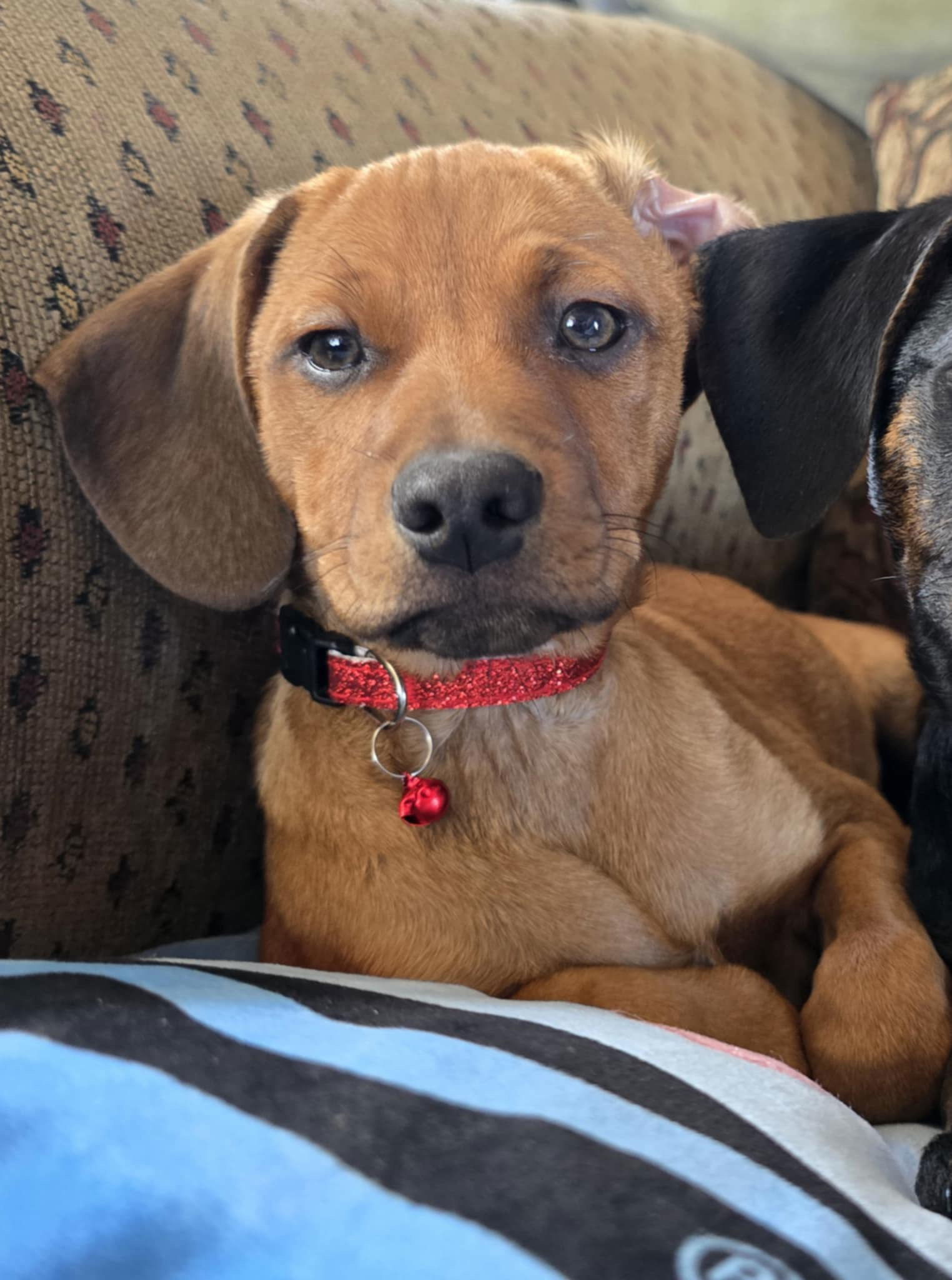 Jupiter, an adoptable Coonhound, Redbone Coonhound in Duluth, MN, 55807 | Photo Image 2
