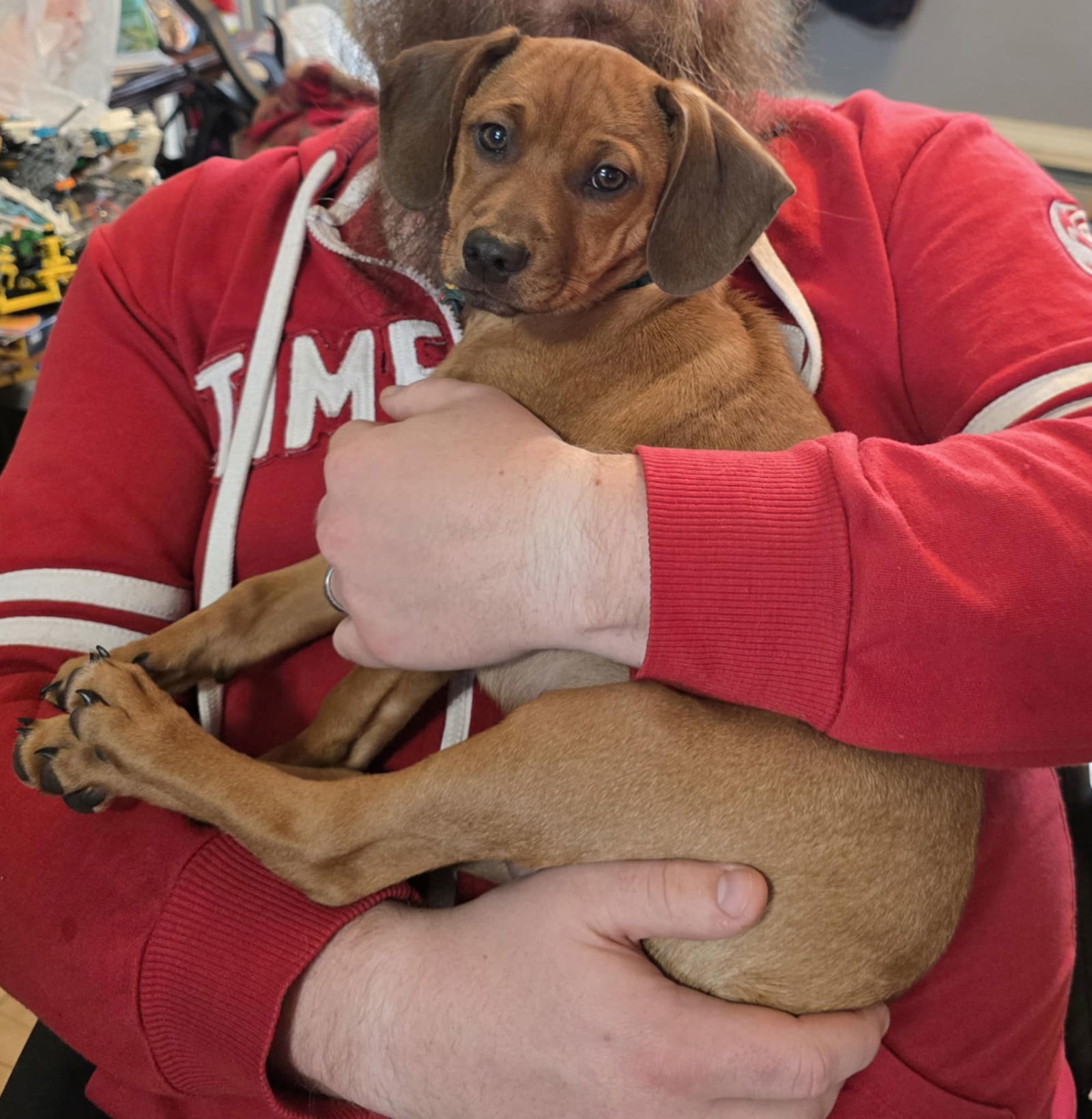 Jupiter, an adoptable Coonhound, Redbone Coonhound in Duluth, MN, 55807 | Photo Image 3