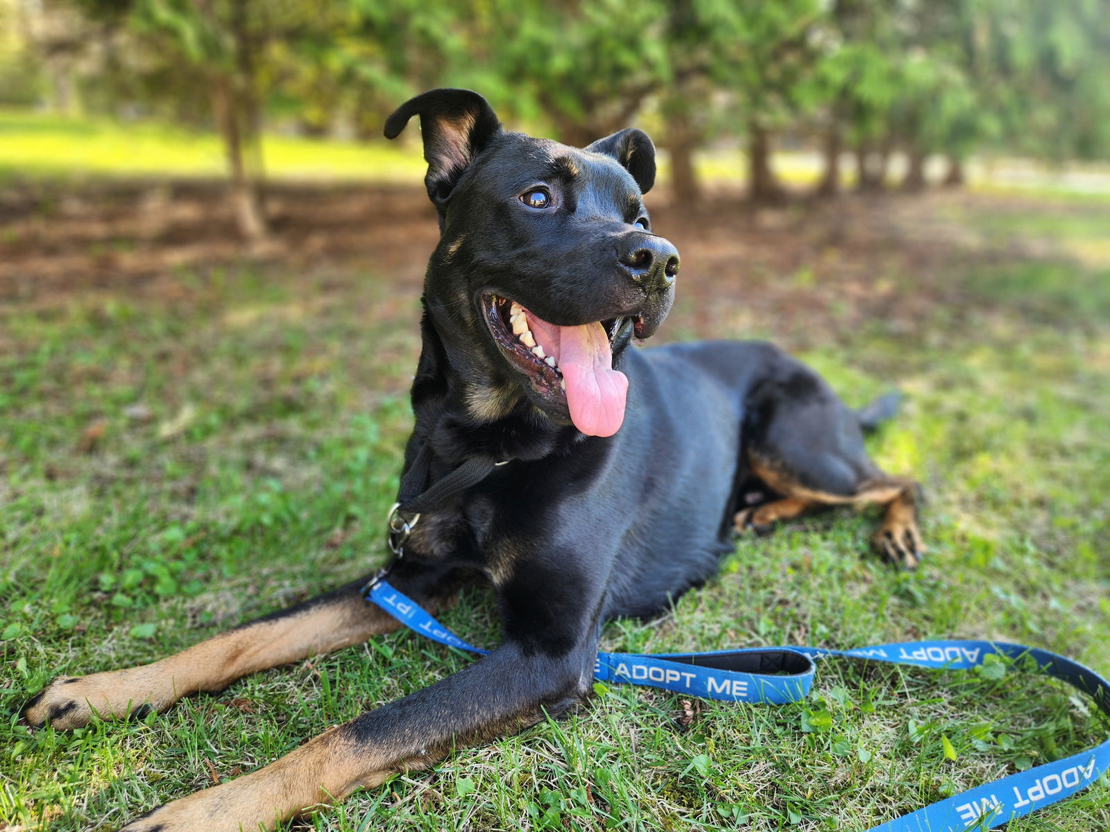 Taika, an adoptable Shepherd, Rottweiler in New London, WI, 54961 | Photo Image 2