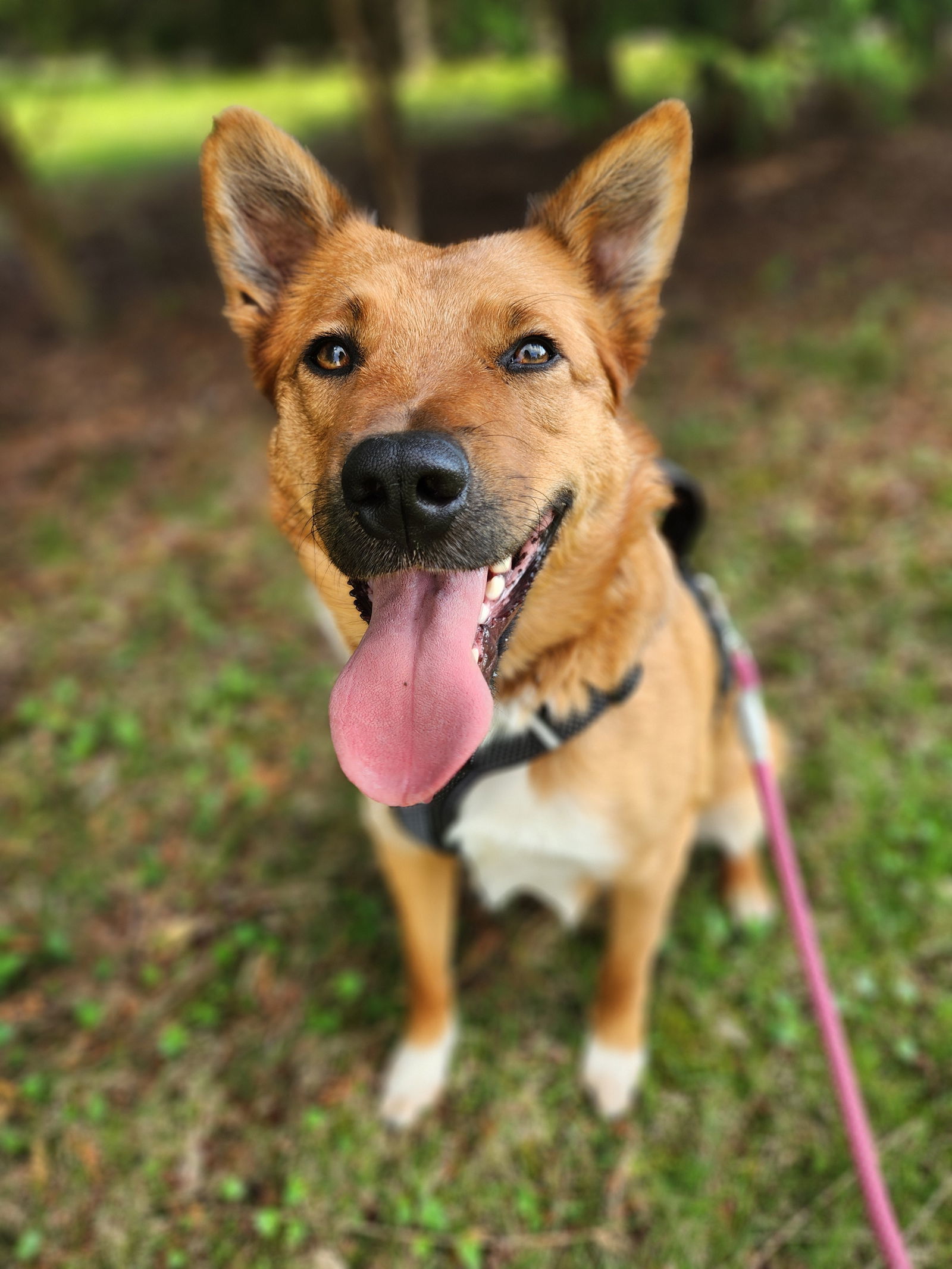 Apollo