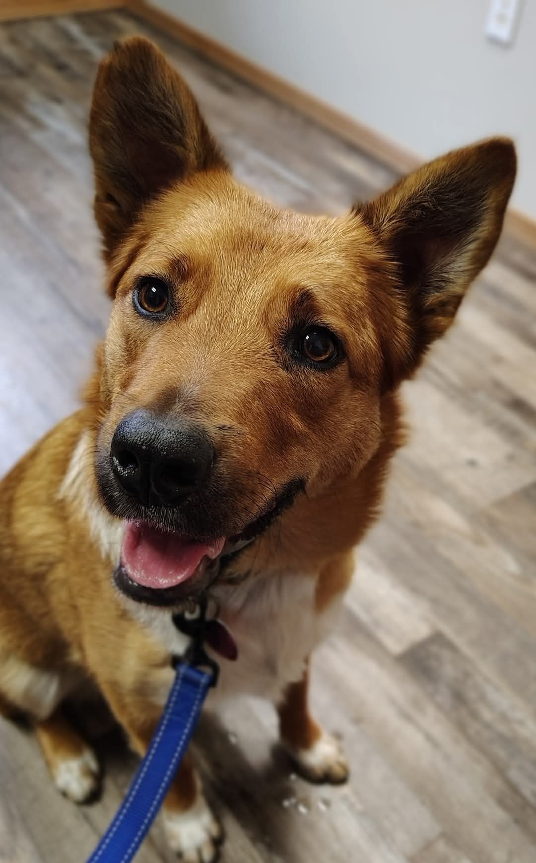 Apollo