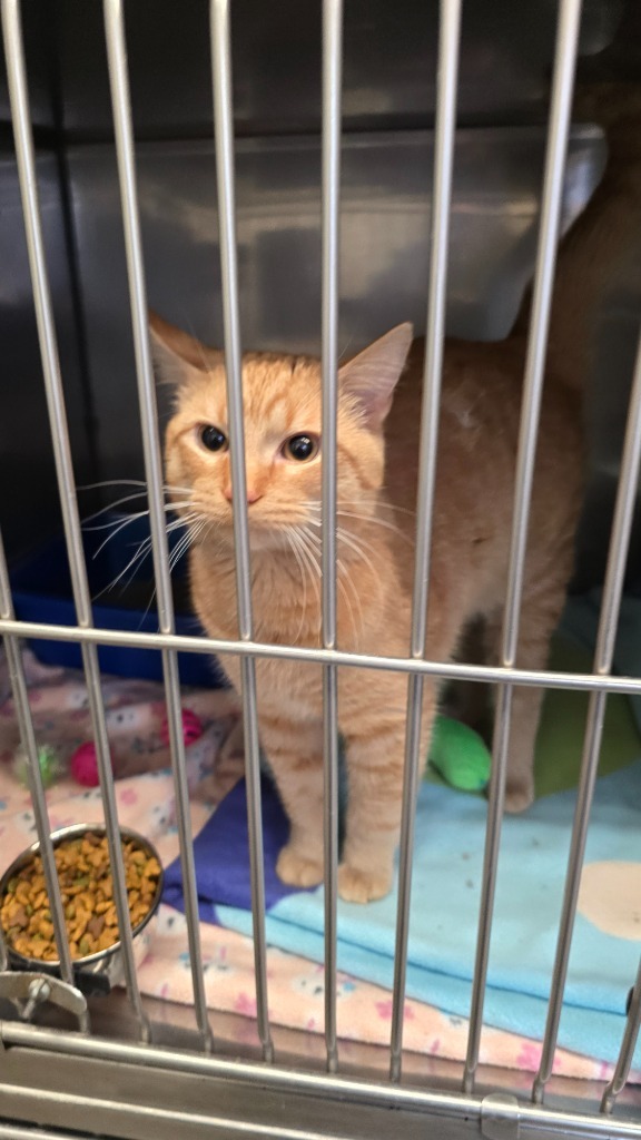 Rockafeller, an adoptable Domestic Short Hair in Virginia, MN, 55792 | Photo Image 1