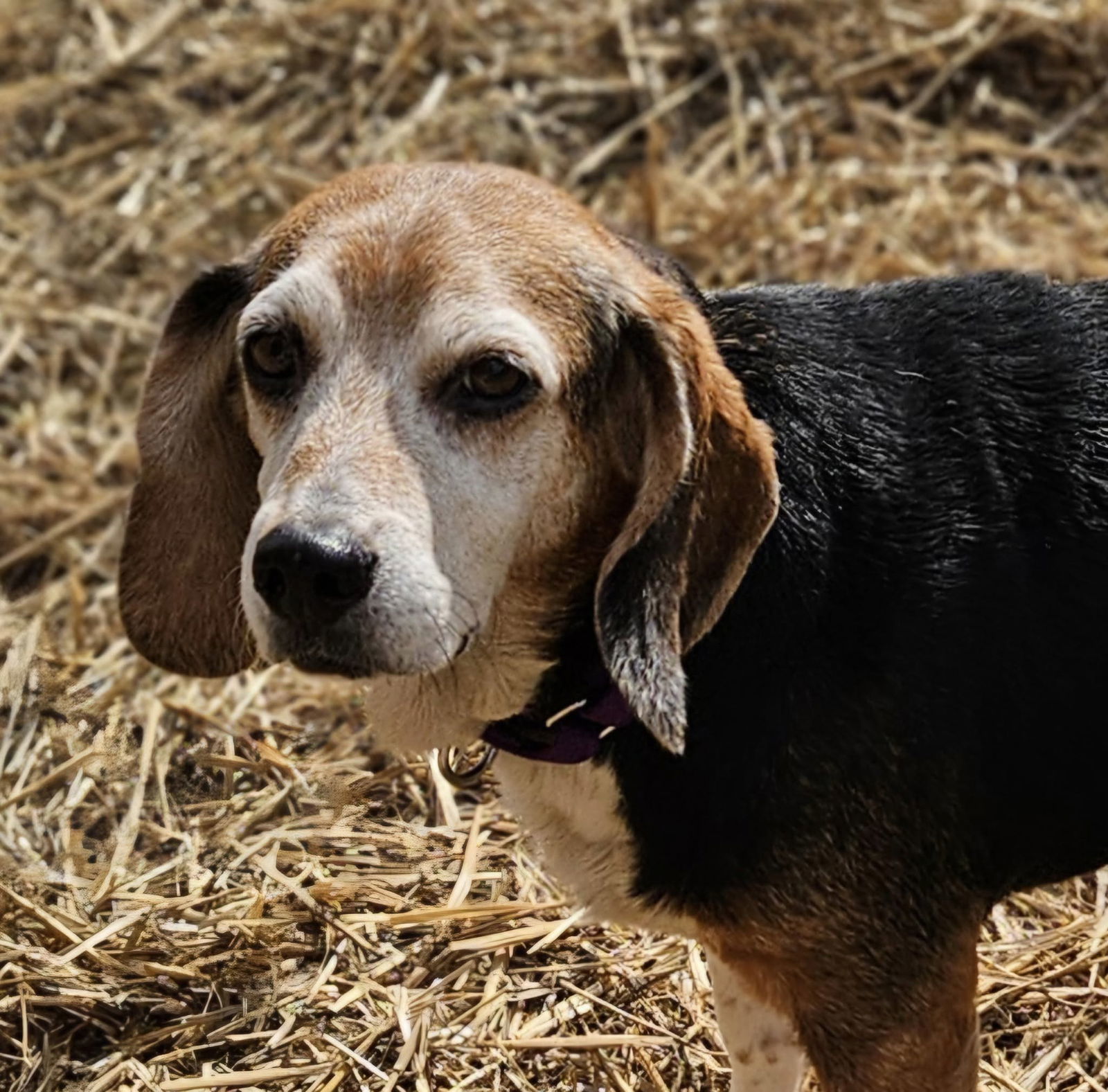 Sally Ann