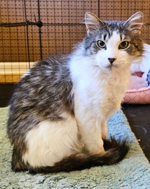 Fluffy, Adult Male Domestic Long Hair