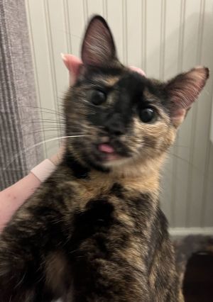 Chickpea, Adult Female Domestic Short Hair