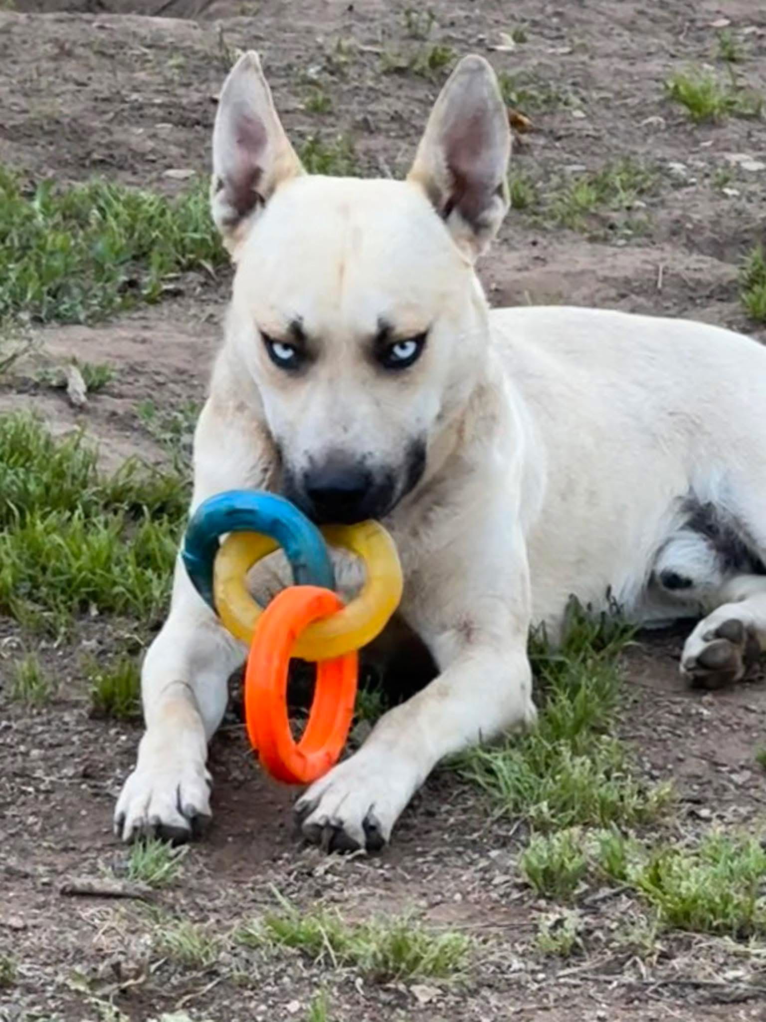 Levi