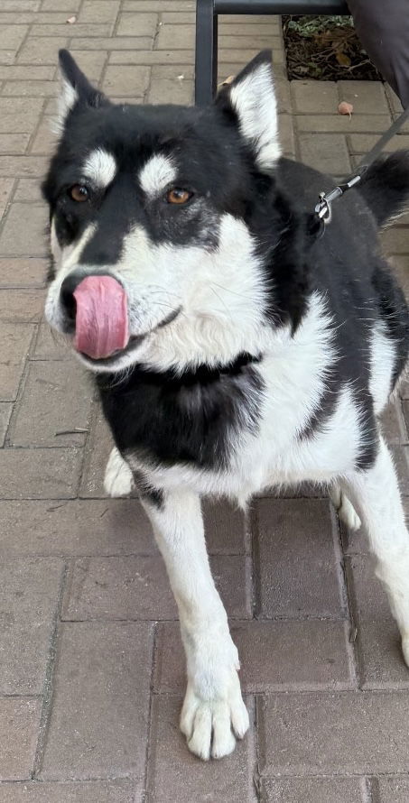 Vanille aka Millie