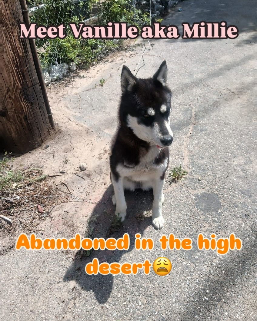 Vanille aka Millie