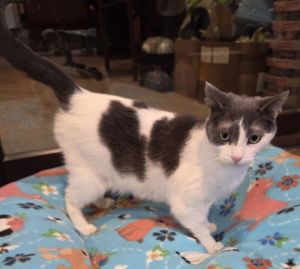 Lucile, Adult Female Domestic Short Hair