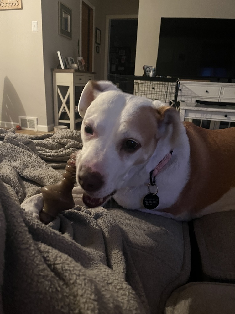 Bronson