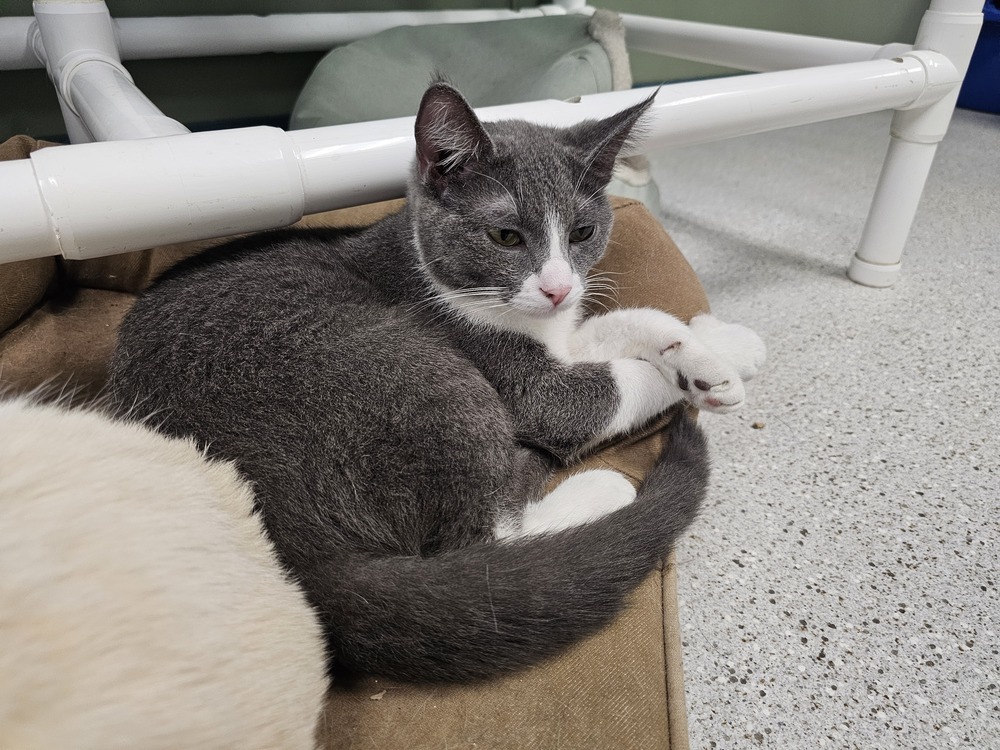 Mary, an adoptable Domestic Short Hair in Houghton, MI, 49931 | Photo Image 1