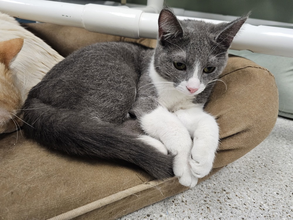 Mary, an adoptable Domestic Short Hair in Houghton, MI, 49931 | Photo Image 2