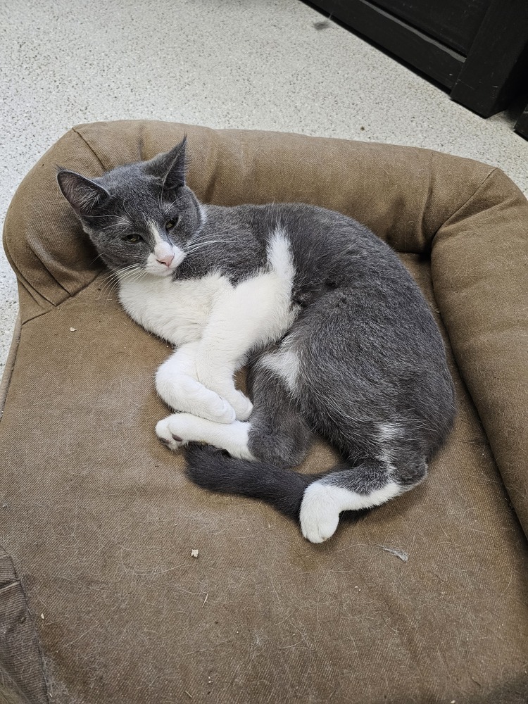 Mary, an adoptable Domestic Short Hair in Houghton, MI, 49931 | Photo Image 3